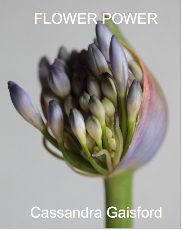 flower power botanical photography by Cassandra Gaisford