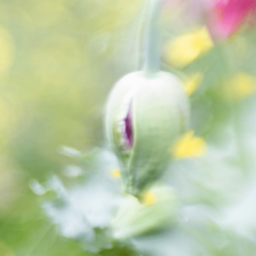 lensbaby poppy in bloom